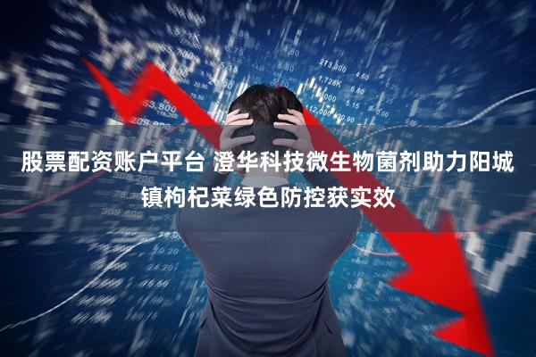 股票配资账户平台 澄华科技微生物菌剂助力阳城镇枸杞菜绿色防控获实效